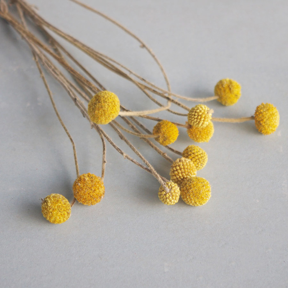 20pcs Natural dried Craspedia  - Dried Flower Bunch recension och pris